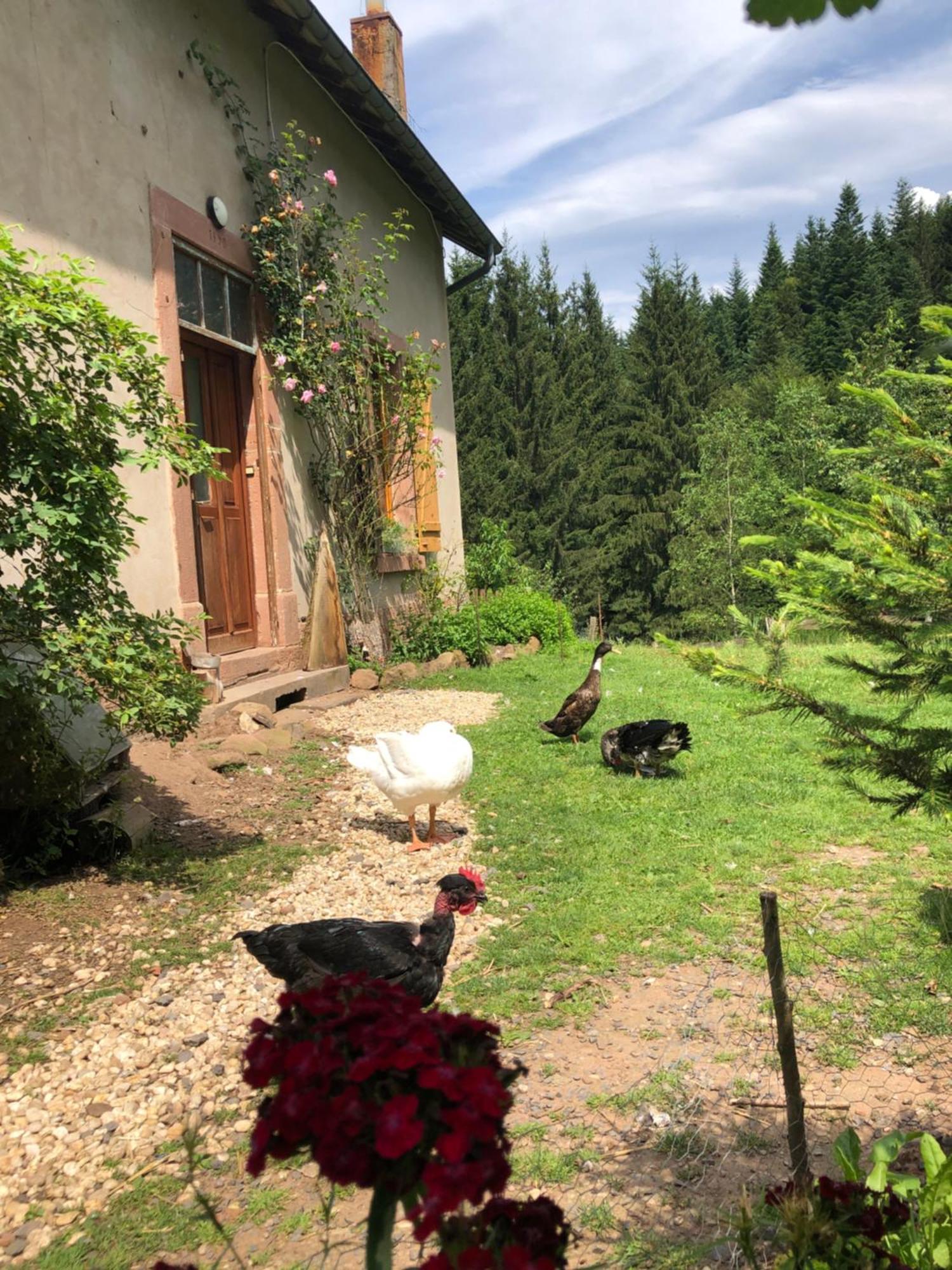 A L'Oree De Soi - Maison Forestiere De La Soie - Eco Gite, Chambres D'Hotes, Camping Au Pied Des Vosges Saint-Sauveur  Εξωτερικό φωτογραφία